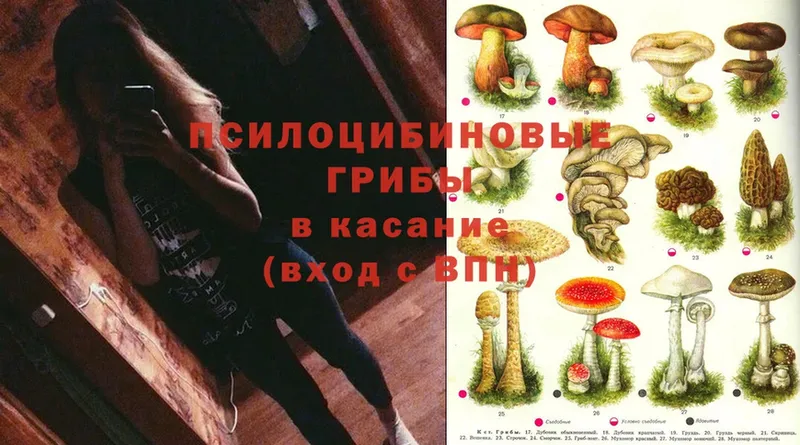 Псилоцибиновые грибы Magic Shrooms  блэк спрут tor  Новоузенск  где купить наркотик 